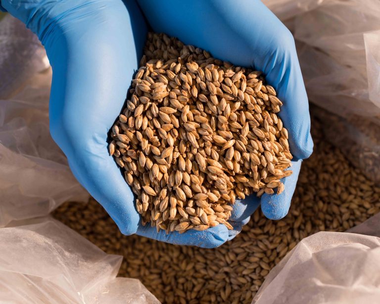 Cropped hands of male worker examining barley at warehouse
